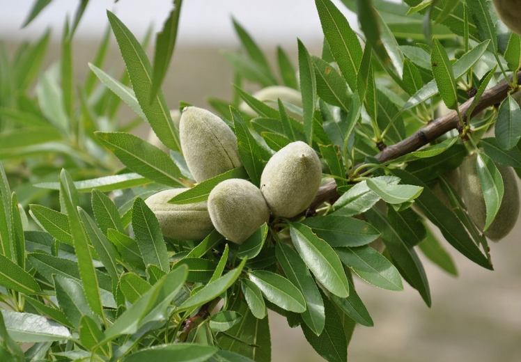 ALMENDROS | Viveros Carretero